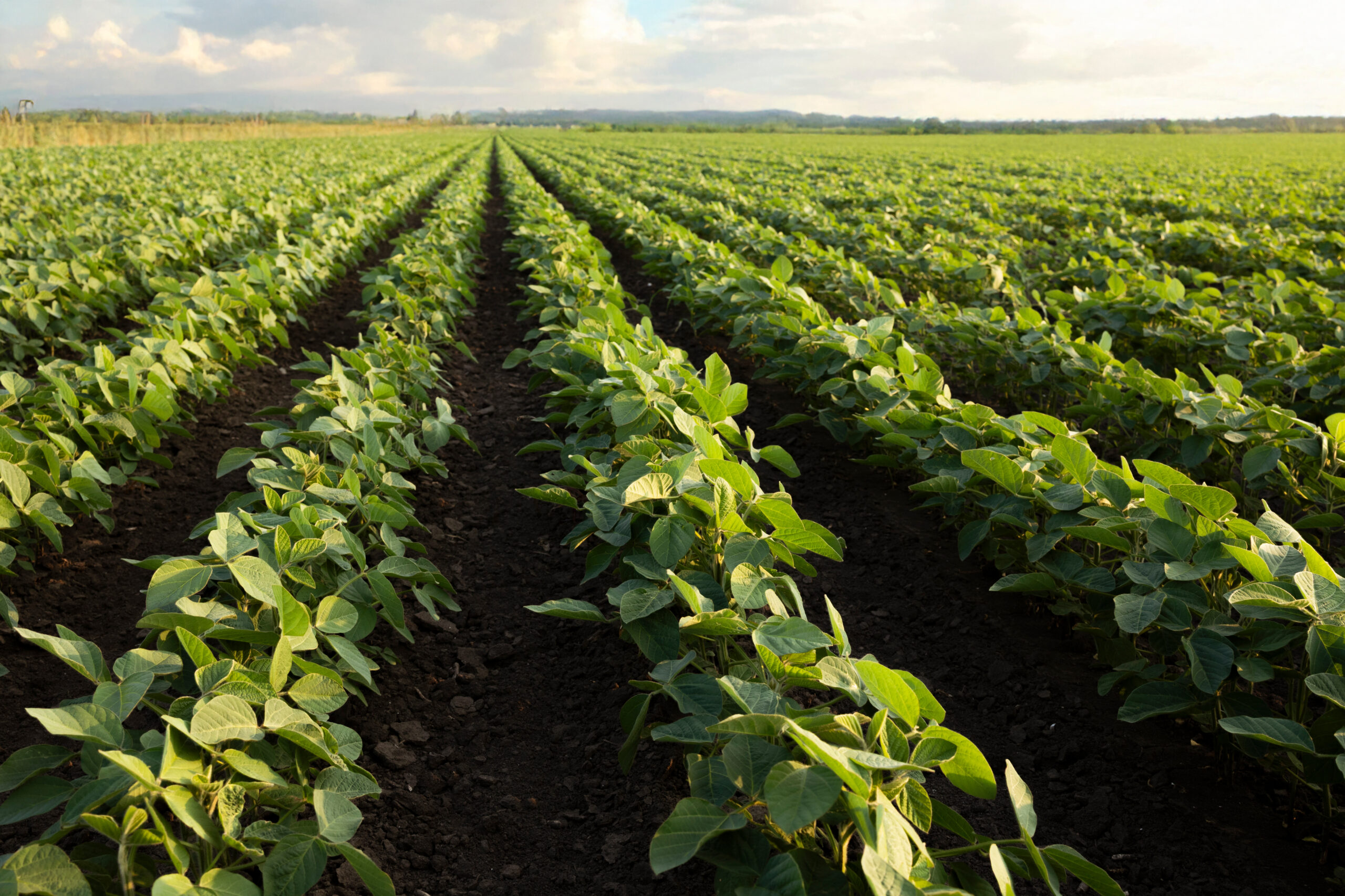Open soybean field at sunset.