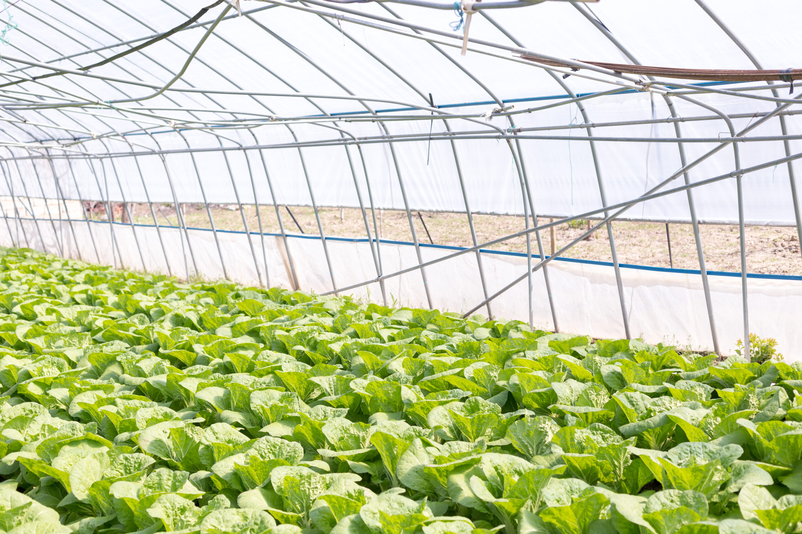 Green fresh organic salad growing in the greenhouse