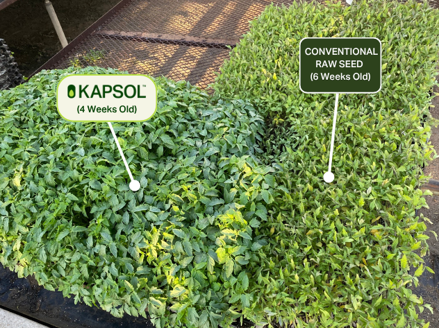 KAPSOL™ grows stronger plants faster